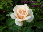Muttertag's Grusskarte *Alles Liebe zum Muttertag* mit Pfirsich Rose