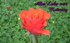 Muttertag's Grusskarte *Alles Liebe zum Muttertag* rote Rose