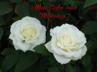 Muttertag's Grusskarte *Alles Liebe zum Muttertag* weisse Rosen