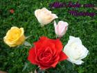 Muttertag's eKarten bunte Rosen aprikose, pfirsich, rosa, rot, weiss *Alles Liebe zum Muttertag*