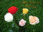 Muttertag's eKarten bunte Rosen aprikose, pfirsich, rosa, rot, weiss *Alles Liebe zum Muttertag*