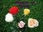 Muttertag's eKarten bunte Rosen aprikose, pfirsich, rosa, rot, weiss *Alles Liebe zum Muttertag*