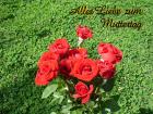 Muttertag's eKarte *Alles Liebe zum Muttertag* dunkelrote Rosen