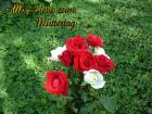Muttertag's eKarte *Alles Liebe zum Muttertag* rote und weisse Rosen