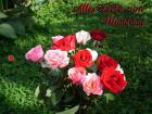 Muttertag's eKarte *Alles Liebe zum Muttertag* rosa, weisse und rote Rosen