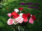 Muttertag's eKarte *Alles Liebe zum Muttertag* rosa, weisse und rote Rosen