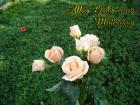 Muttertag's eKarten *Alles Liebe zum Muttertag* mit pfirsich Rosen