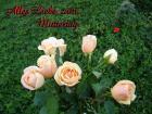 Muttertag's eKarten *Alles Liebe zum Muttertag* mit pfirsich Rosen