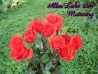 Muttertag's eKarte *Alles Liebe zum Muttertag* rote Rosen