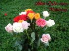 Muttertag's eKarten bunte Rosen aprikose, pfirsich, rosa, rot, weiss *Alles Liebe zum Muttertag*