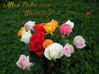 Muttertag's eKarten bunte Rosen aprikose, pfirsich, rosa, rot, weiss *Alles Liebe zum Muttertag*