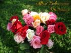 Muttertag's eKarten bunte Rosen aprikose, pfirsich, rosa, rot, weiss *Alles Liebe zum Muttertag*