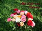 Muttertag's eKarten bunte Rosen aprikose, pfirsich, rosa, rot, weiss *Alles Liebe zum Muttertag*