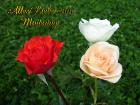 Grusskarten zum Muttertag Foto pfirsich, weiss und rote Rose *Alles Liebe zum Muttertag*