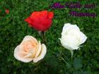 Grusskarten zum Muttertag Foto pfirsich, weiss und rote Rose *Alles Liebe zum Muttertag*
