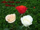 Grusskarten zum Muttertag Foto pfirsich, weiss und rote Rose *Alles Liebe zum Muttertag*
