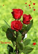Te amo rosas