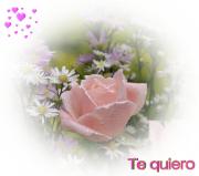 Rosas te quiero
