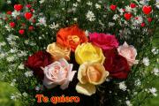 Rosas de amor texto *te quiero*