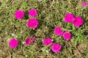 Postales flores