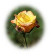 rosas de amor
