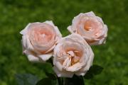 rosas de amor