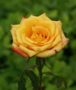 rosas de amor