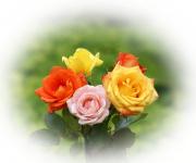 rosas de amor