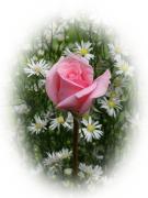 Rosas románticas y amor