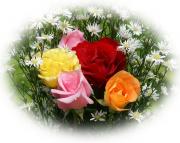 rosas de amor
