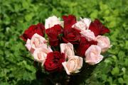 Rosas