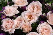 Rosas