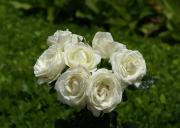 Rosas
