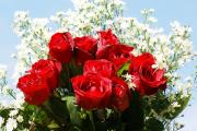 Rosas