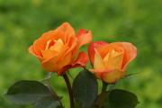 Rosas