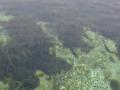 Silver Springs