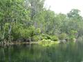 Green riverbanks - Silver River