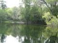 underwater vegetation - Silver Springs