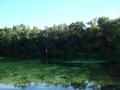 Alexander Springs - clear transparent water