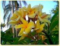 Exotic Flowers eCards