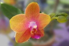 Orquídeas exóticas - postal
