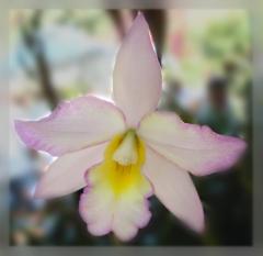 Orquídeas exóticas - postal