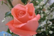 Little Orange Rose