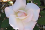 Beautiful White Rose