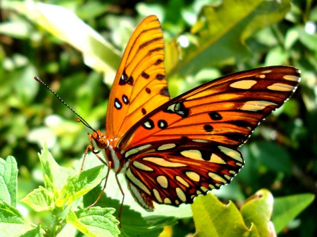 beautiful butterfly