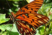 butterfly details