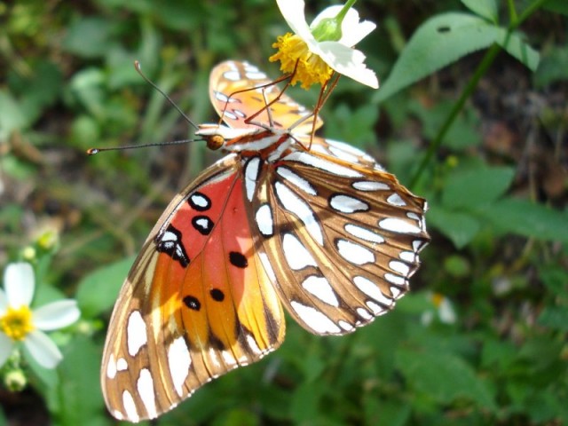 butterfly