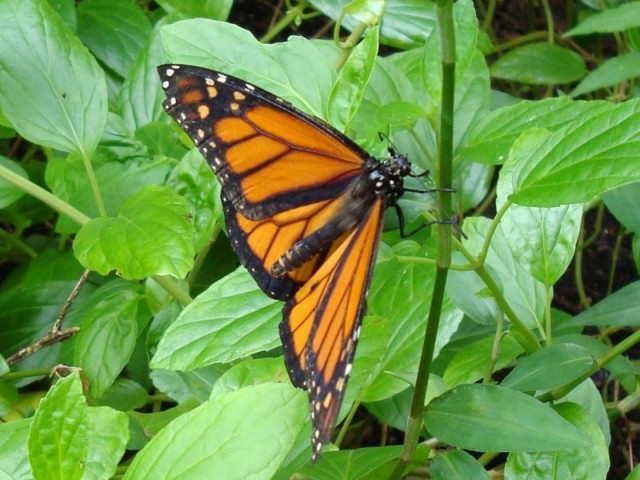 orange&black butterfly