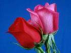free epostcards mit Rosen und Blumen - lovecards by email