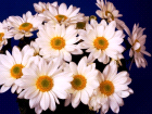 free epostcards mit Rosen und Blumen - lovecards by email